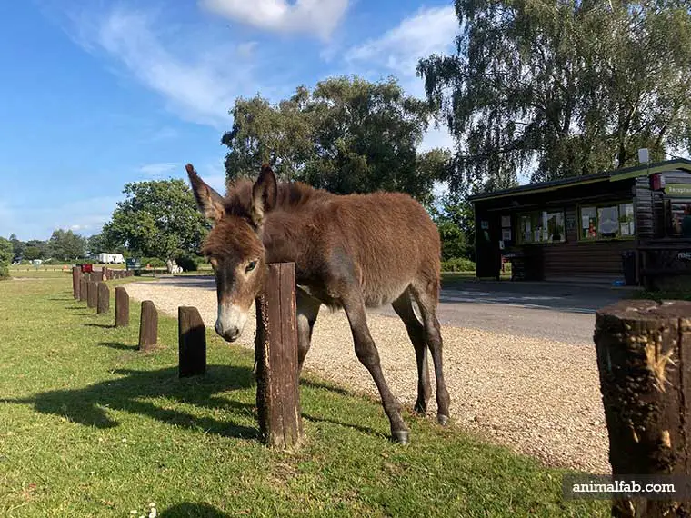 donkeys need space