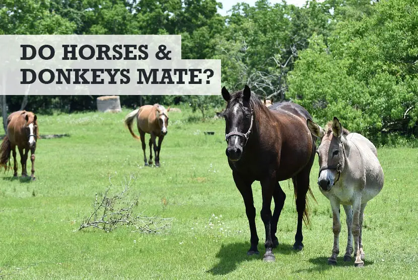 Can donkeys and horses mate