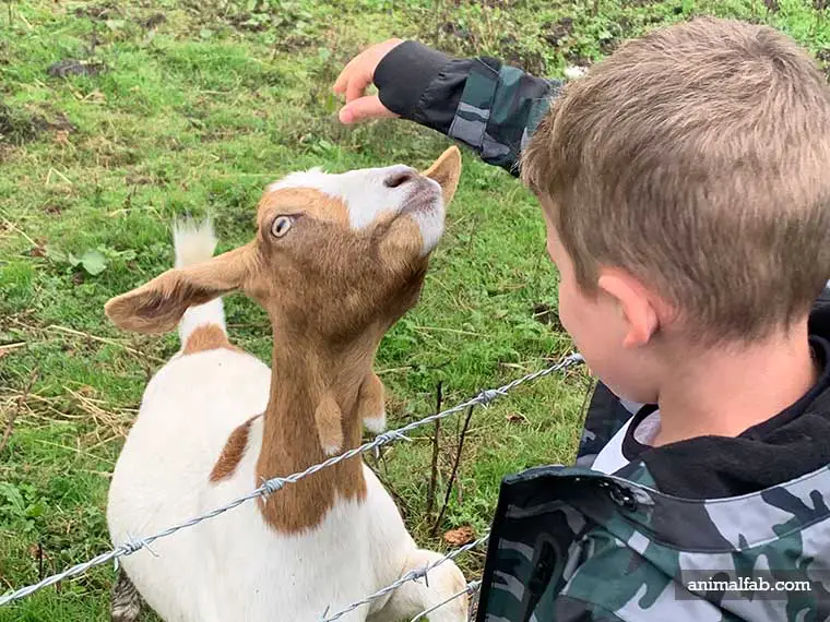 feeding goat with 4 stomach compartments