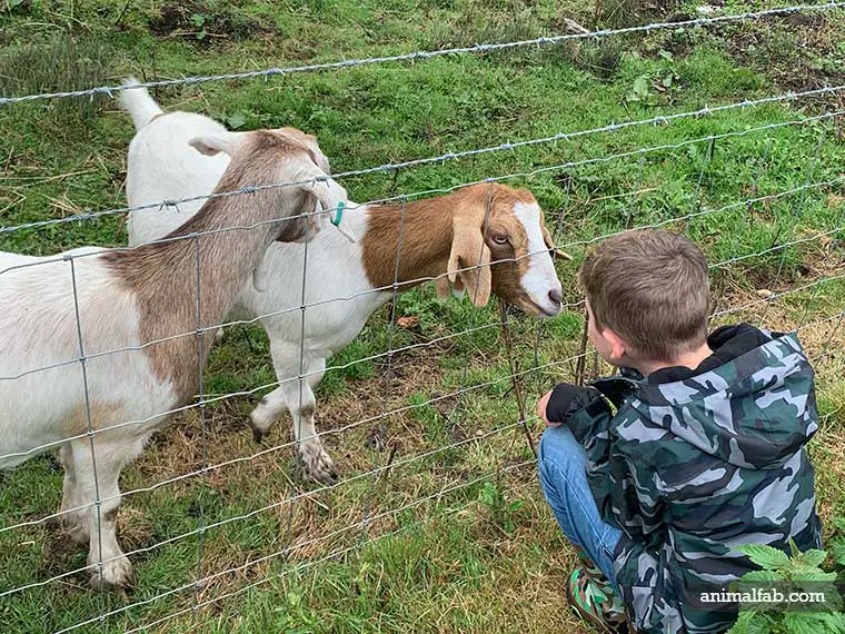 Why do goats headbutt humans