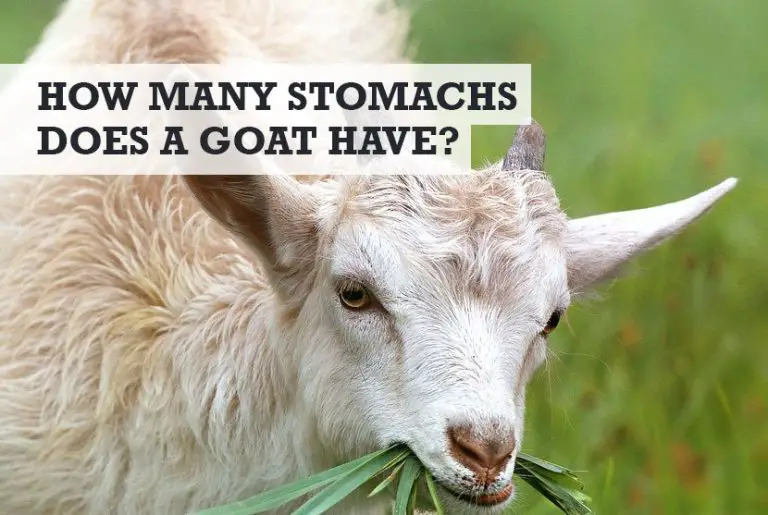 how-many-stomachs-does-a-goat-have-what-they-are-called