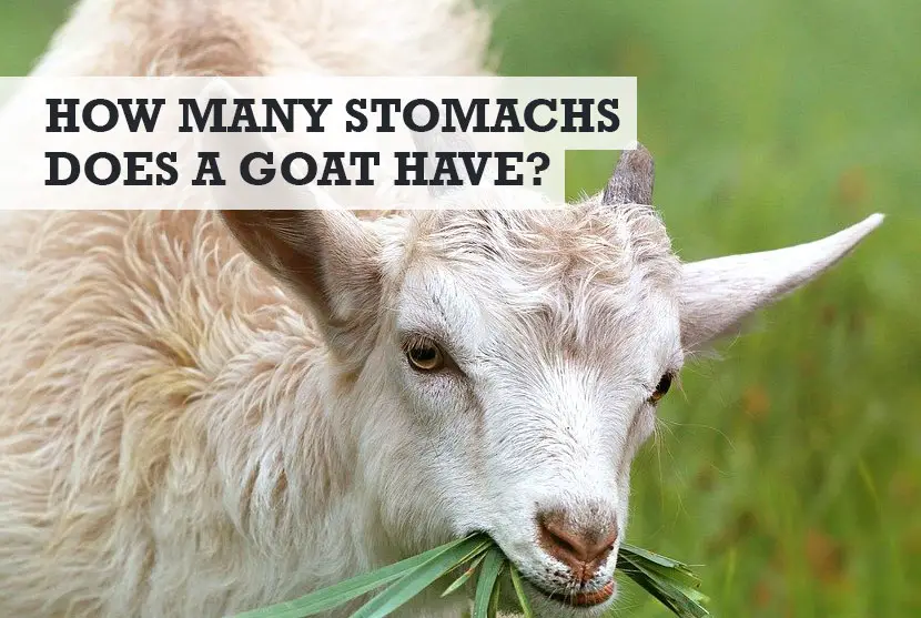 how many stomachs does a goat have