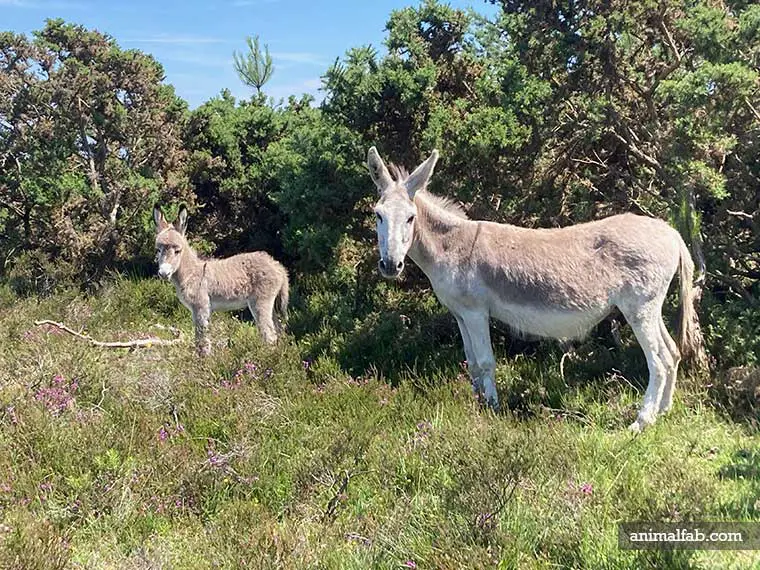 wild donkey and baby