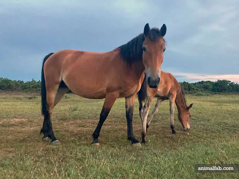 Why do horses roll on their backs