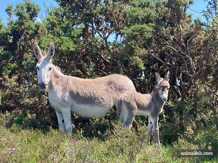 Why do donkeys cry at night