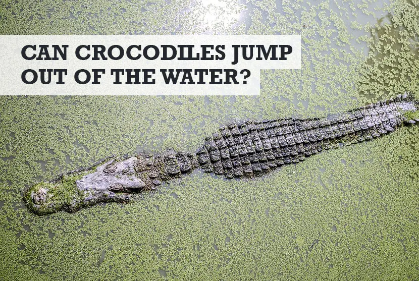 Can crocodiles jump out of water