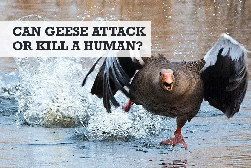 Can geese attack you