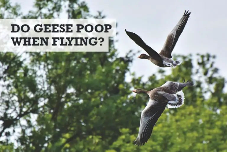 do-geese-poop-when-they-fly-or-in-water-or-land