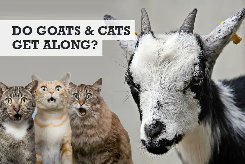 Do goats and cats get along