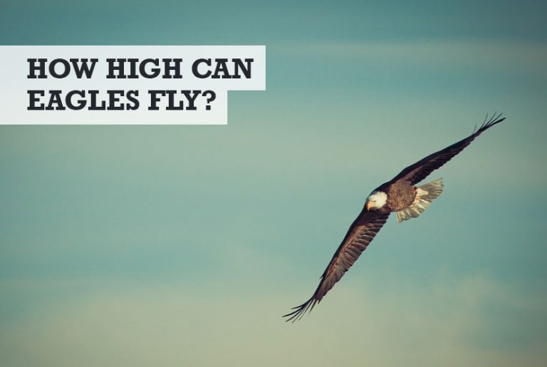 How High Can Eagles Fly? (+ How They Fly So High)