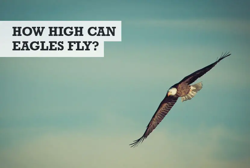 How high can eagles fly