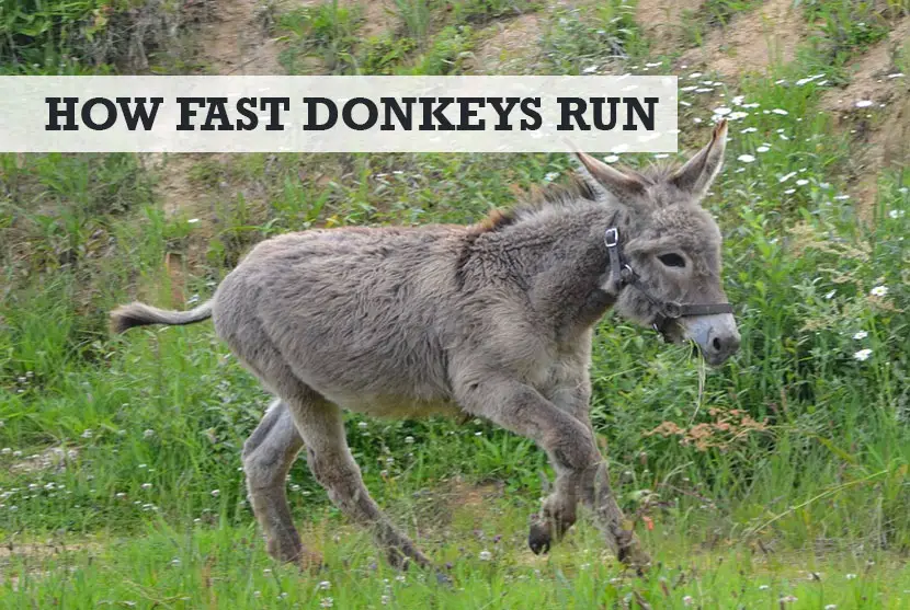How fast can a donkey run