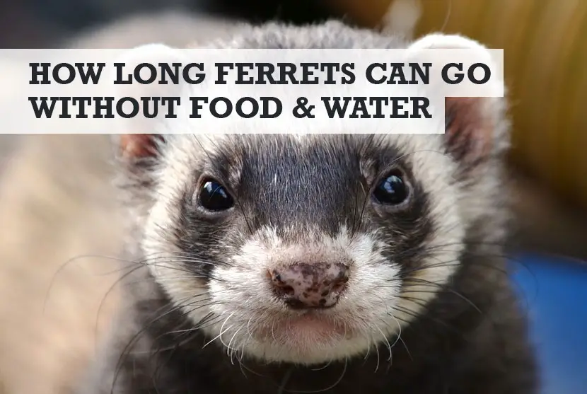 how long can a ferret go without food and water