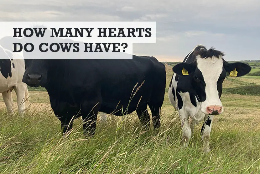 How many hearts does a cow have
