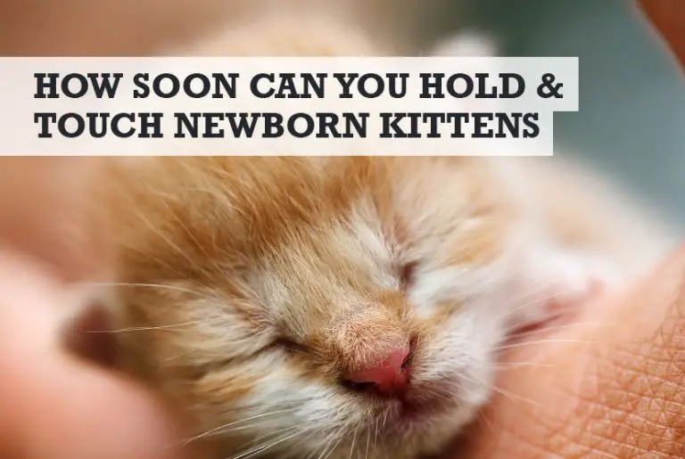 How Soon Can You Touch Newborn Kittens? (Hold & Handling)