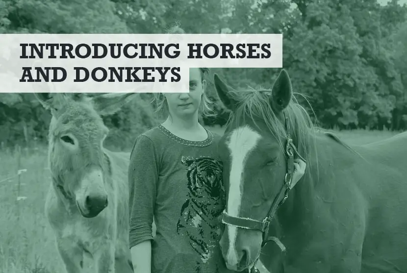 How to Introduce a Donkey to Horses