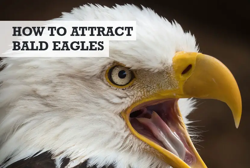 How to attract bald eagles