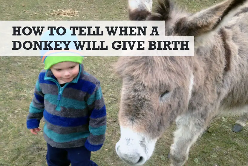 How to tell when a donkey will give birth