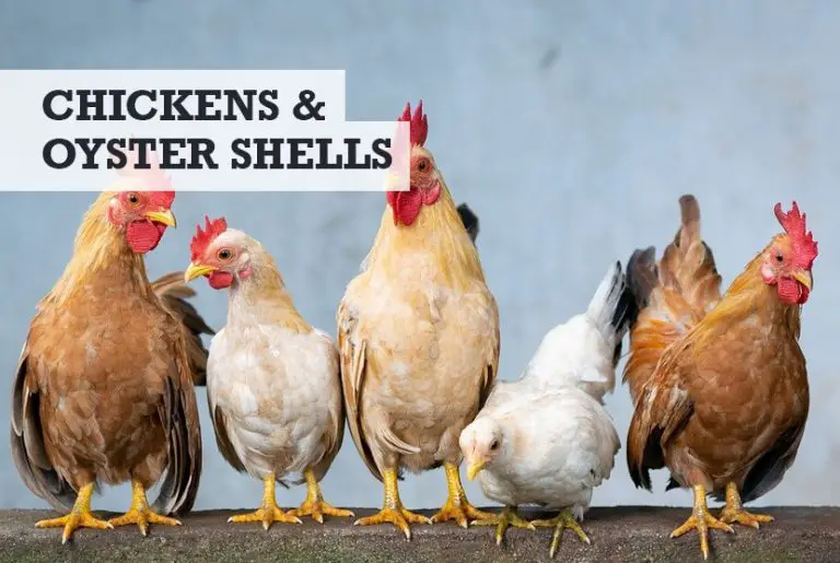 oyster-shells-for-chickens-pros-cons-preparing