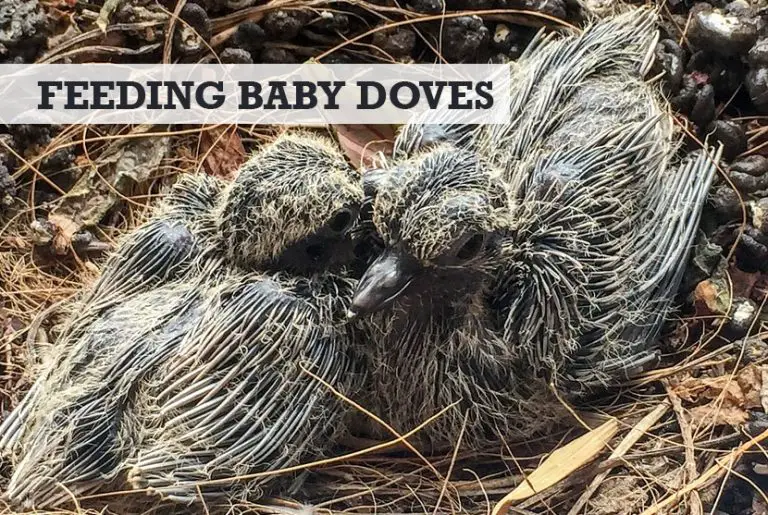 what-do-baby-doves-eat-feeding-nature