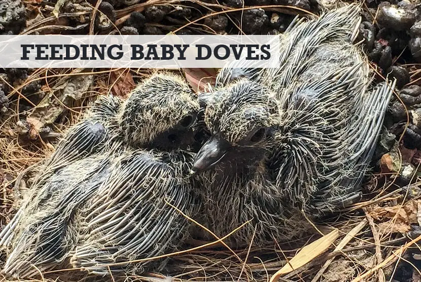 What Do Baby Doves Eat
