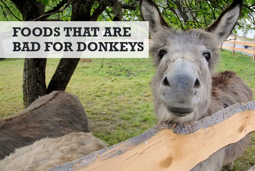 What Food is Bad for Donkeys