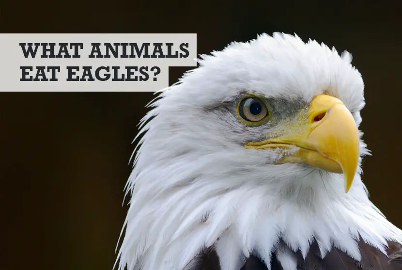 What animals eat eagles