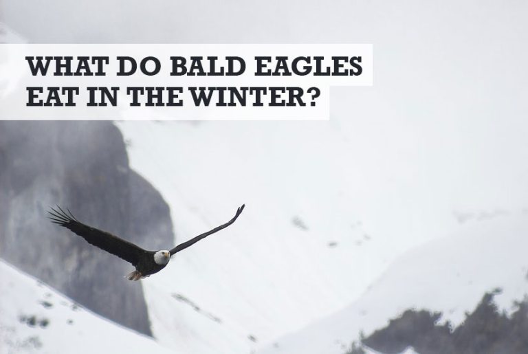 What Do Bald Eagles Eat in the Winter? (Correct Answer)