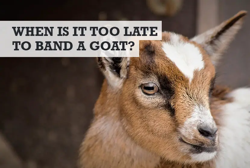 When is it too late to band a goat