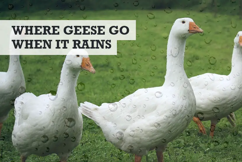 Where do geese go when it rains