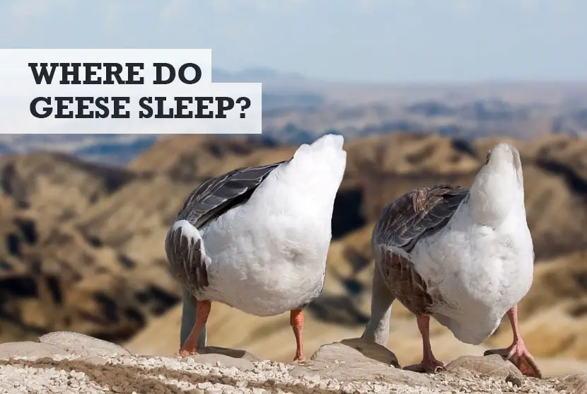 Where do geese sleep