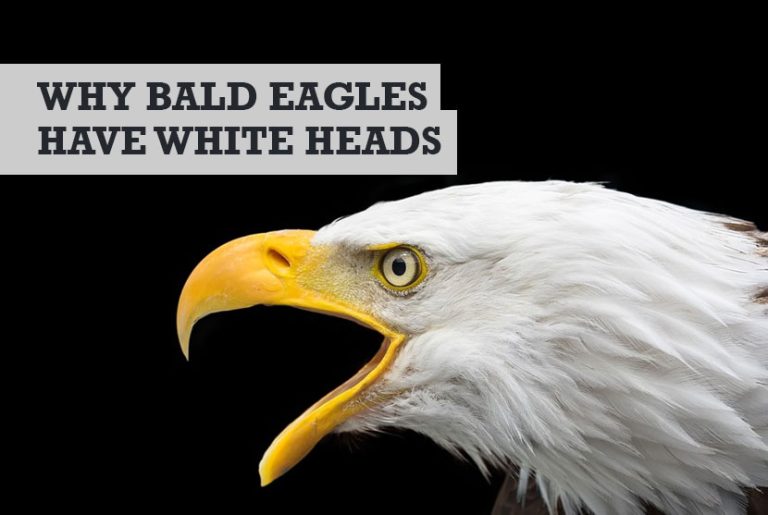 why-do-bald-eagles-have-white-heads-correct-answer