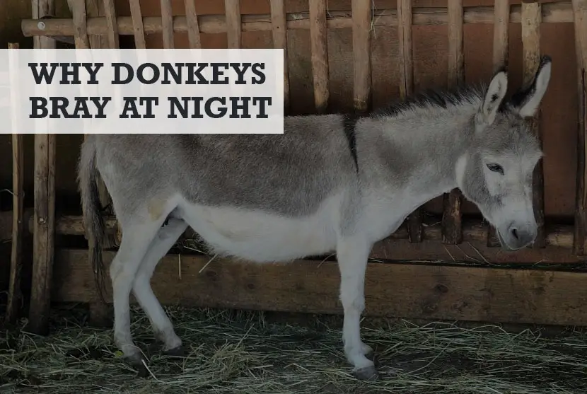 why do donkeys bray at night