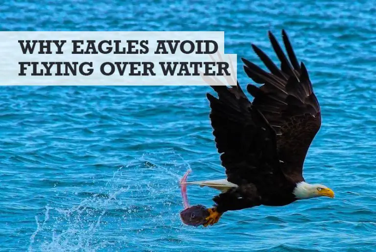 Why Do Eagles Avoid Flying Over Water (Crossing Sea)?