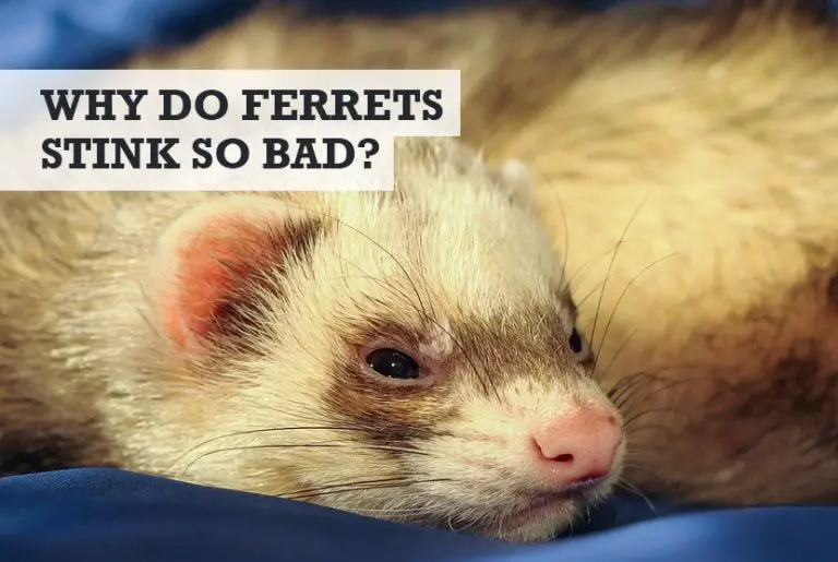 Why Do Ferrets Stink So Bad? (How Stop the Smells!)