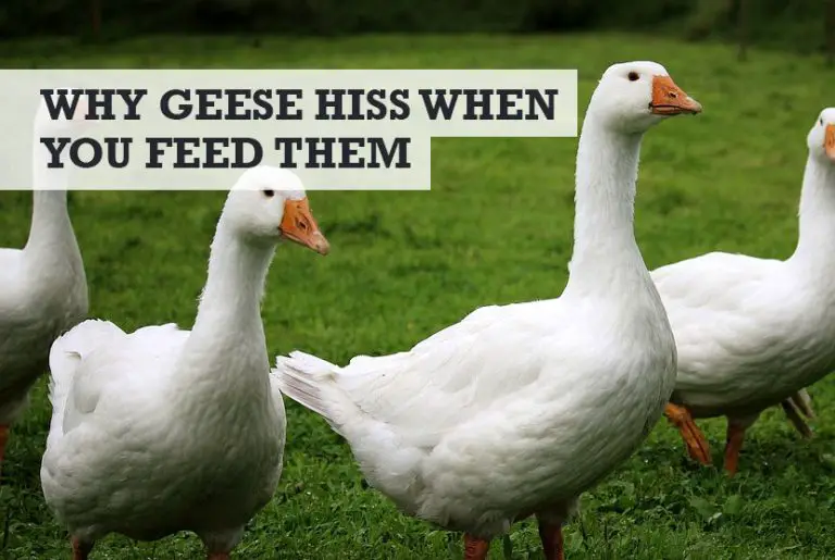 Why Do Geese Hiss When I Feed Them? (+ Attack Possible)