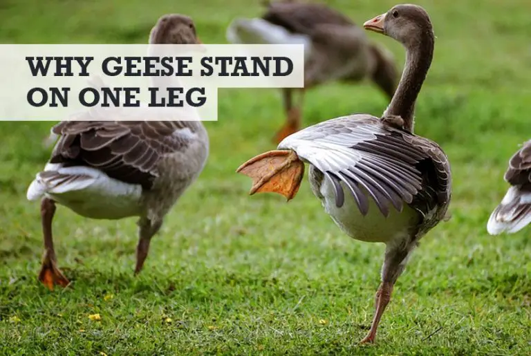Why Do Geese Stand on One Leg? (The Correct Answer)