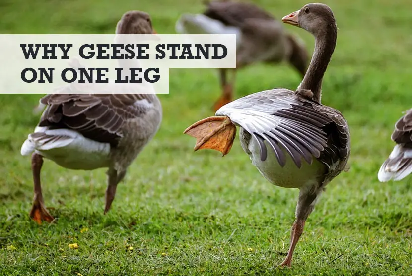 Why Do Geese Stand on One Leg