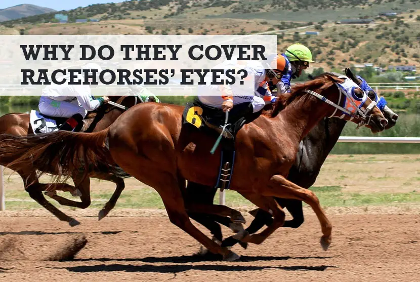 Why Do They Cover Racehorses Eyes