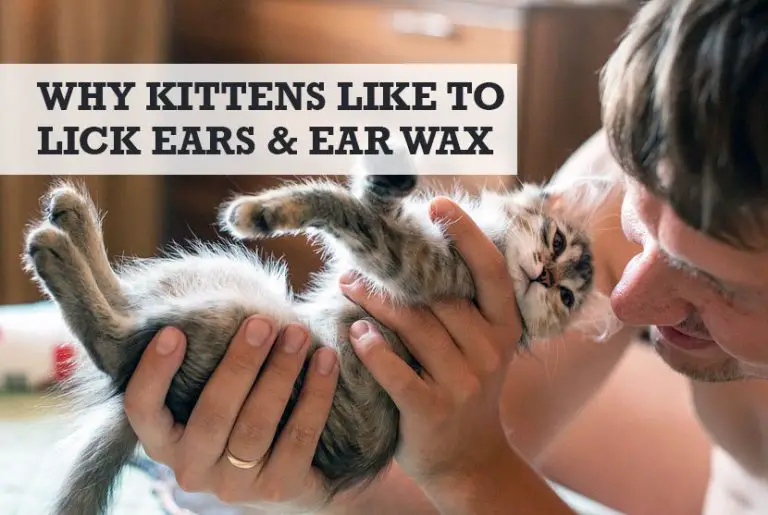 Why Does My Kitten Lick My Ear, Earlobes, & Ear Wax?