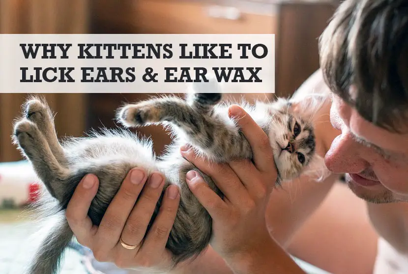Why Does My Kitten Lick My Ear