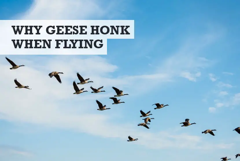 why do geese honk when flying