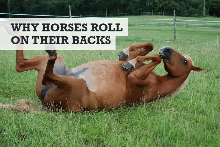 Why Do Horses Roll in the Dirt, Mud, & Ground? (Worried?)