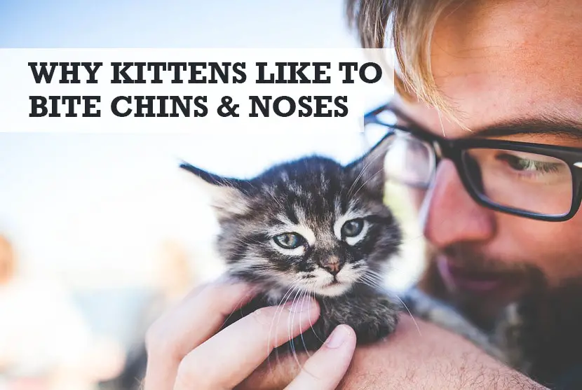 Why Does My Kitten Bite My Chin & Nose? + How to Stop