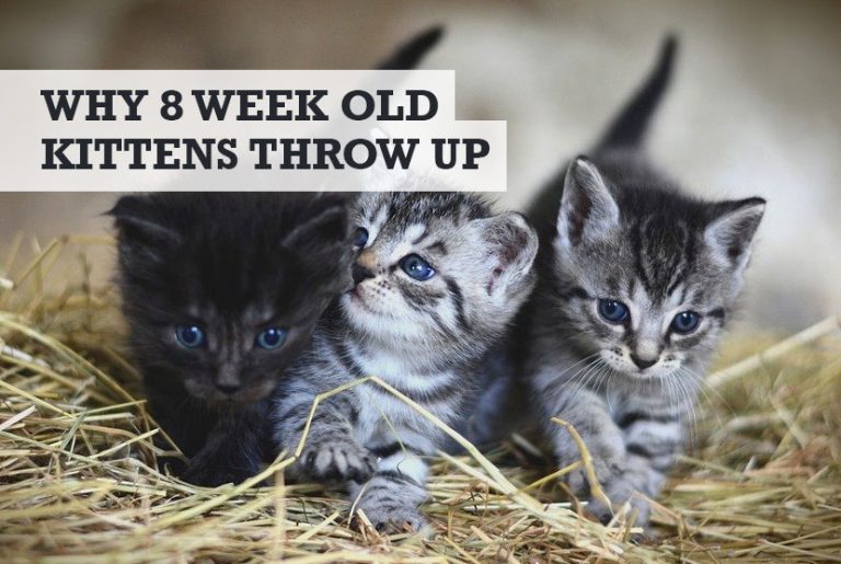 why-is-my-8-week-old-kitten-throwing-up-when-to-call-vet