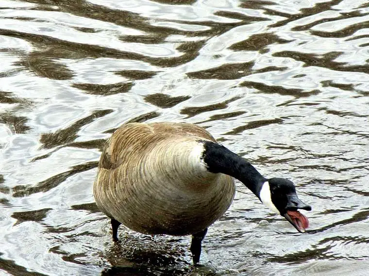 can geese hurt you