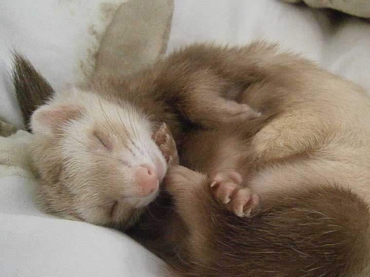 ferret noises when sleeping