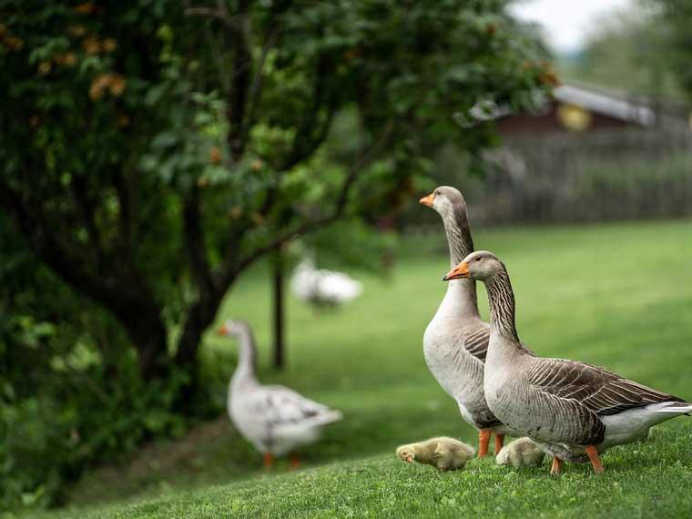 where baby geese sleep