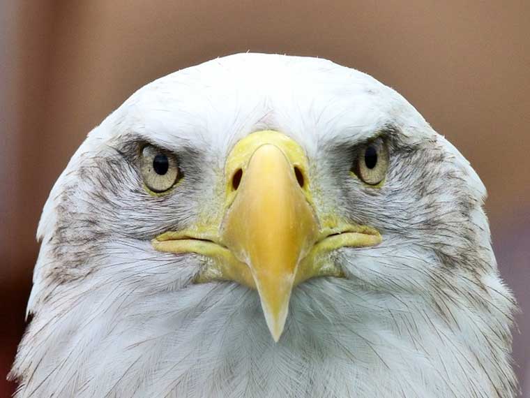 What animals eat bald eagles