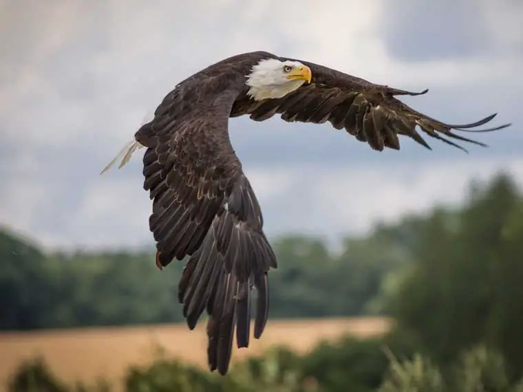 what animals bald eagles can carry
